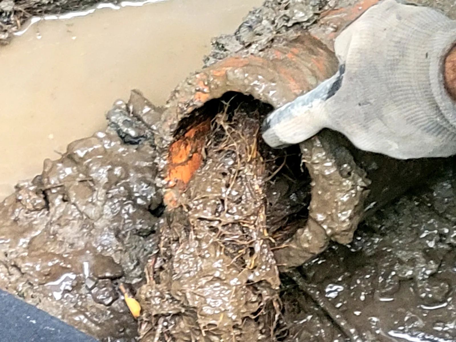 Failed weeping tile pulled from an Ottawa foundation, clogged with roots and mud